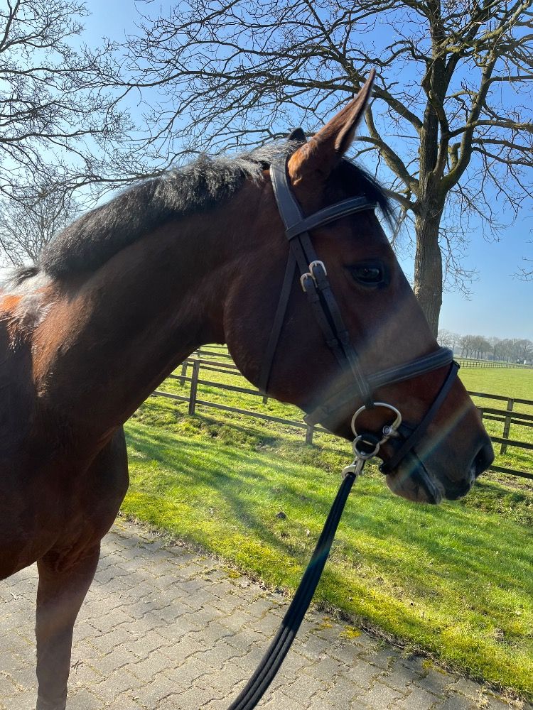 KWPN springpaard Merrie 9 jaar Bruin te koop - Foto 6