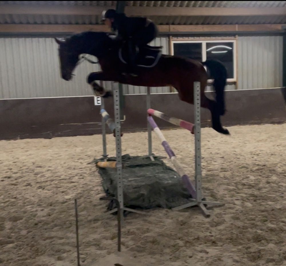 KWPN springpaard Merrie 9 jaar Bruin te koop - Foto 2