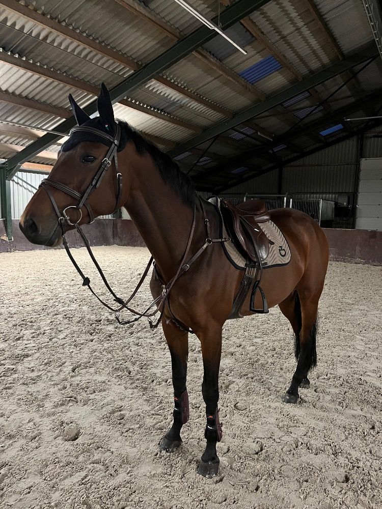 KWPN springpaard Merrie 9 jaar Bruin te koop - Foto 5