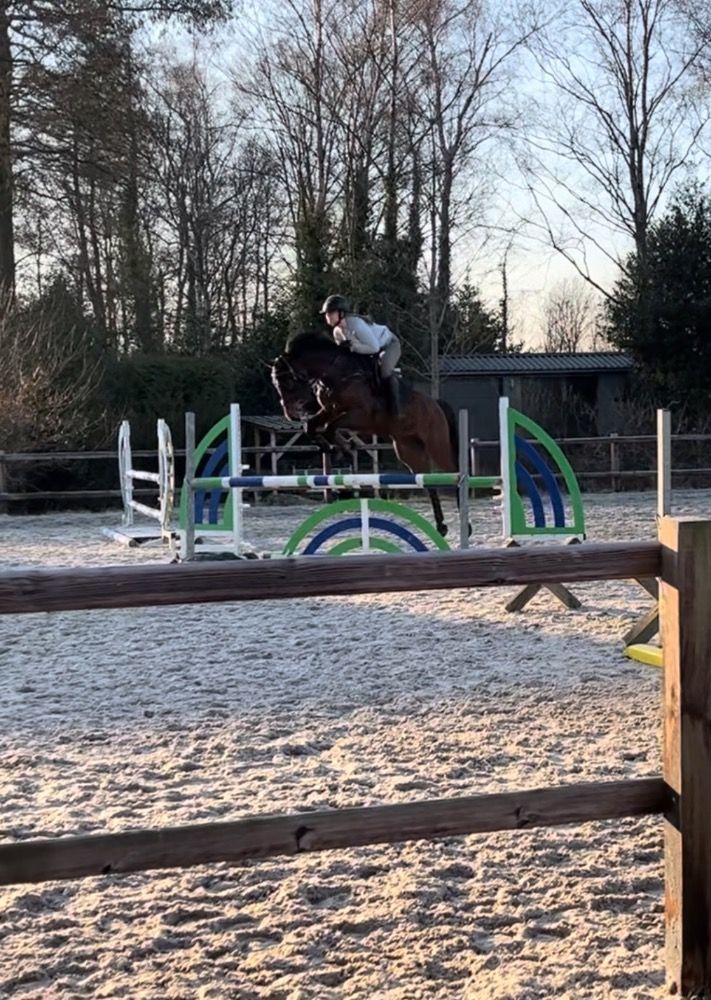 KWPN springpaard Merrie 9 jaar Bruin te koop - Foto 3