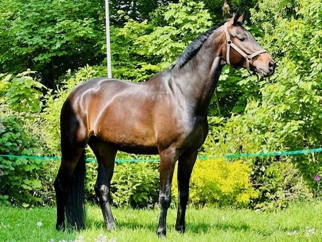 Oldenburg dressuurpaard Merrie 7 years old Donkerbruin for sale - Photo 4