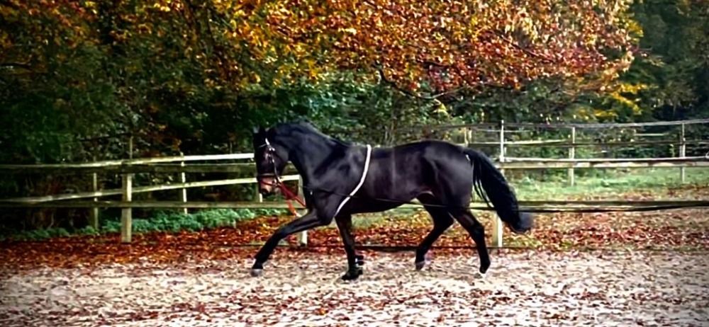 Oldenburg dressuurpaard Merrie 7 years old Donkerbruin for sale - Photo 6