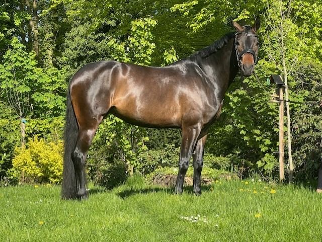 Oldenburg dressuurpaard Merrie 7 years old Donkerbruin for sale - Photo 5