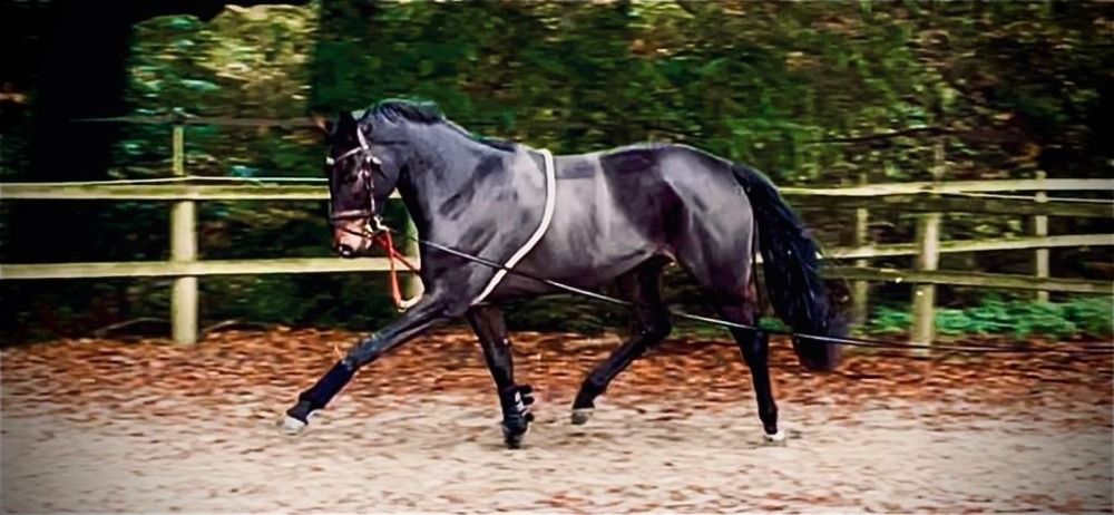 Toekomst Prospect dressuurpaard of fokmerrie