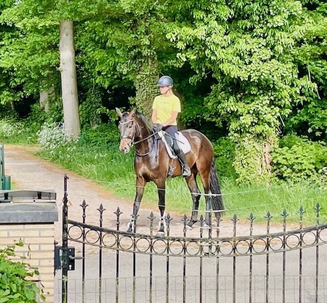 Oldenburg dressuurpaard Merrie 7 years old Donkerbruin for sale - Photo 2