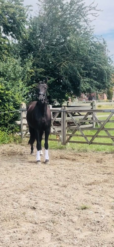 BWP dressuurpaard Merrie 3 jaar Zwart te koop - Hoofdfoto