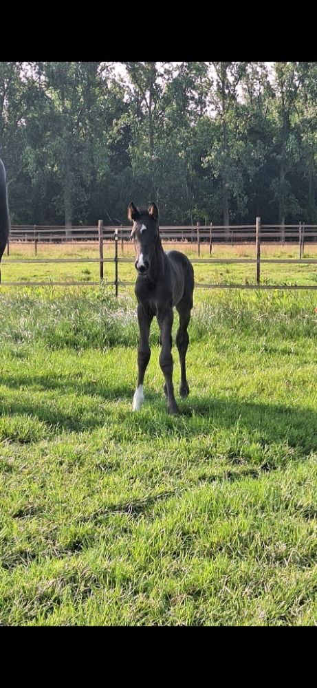 Westfalen dressuurpaard Hengst Zwart te koop - Foto 3