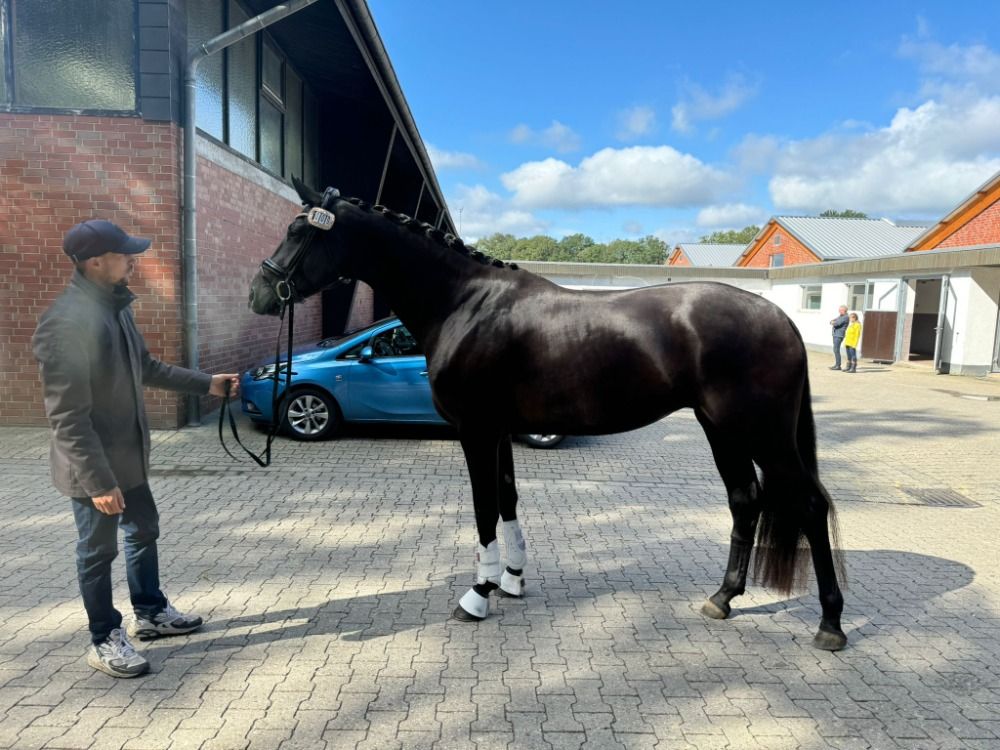 Westfalen dressuurpaard Hengst Zwart te koop - Foto 2