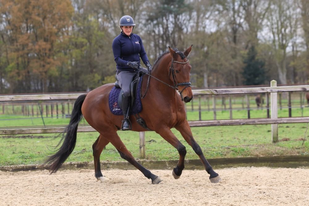 Oldenburg dressuurpaard Ruin 9 jaar Bruin te koop - Foto 5