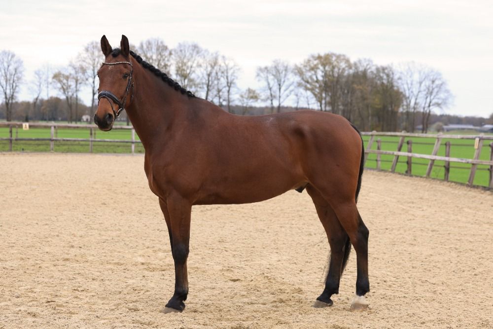 Oldenburg dressuurpaard Ruin 9 jaar Bruin te koop - Foto 2