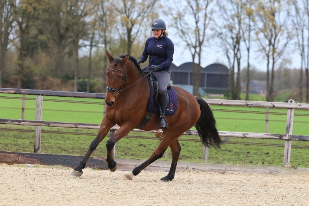 Oldenburg dressuurpaard Ruin 9 jaar Bruin te koop - Foto 3