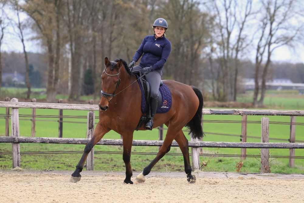 Oldenburg dressuurpaard Ruin 9 jaar Bruin te koop - Foto 6