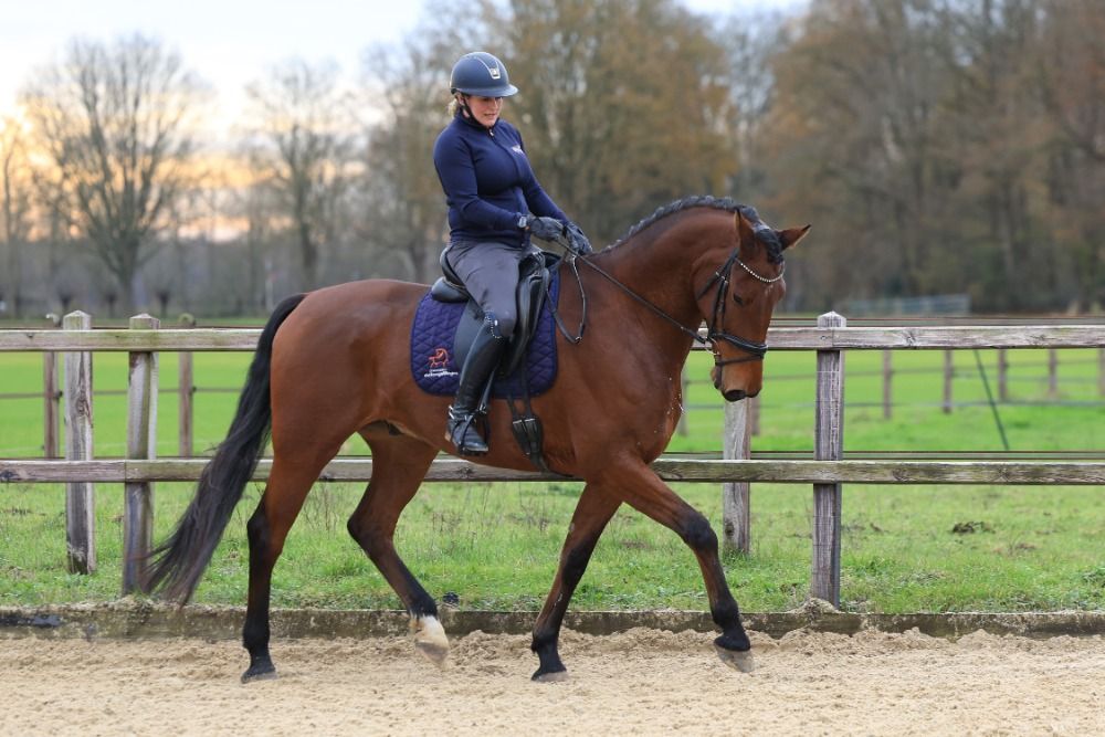 Oldenburg dressuurpaard Ruin 9 jaar Bruin te koop - Foto 4