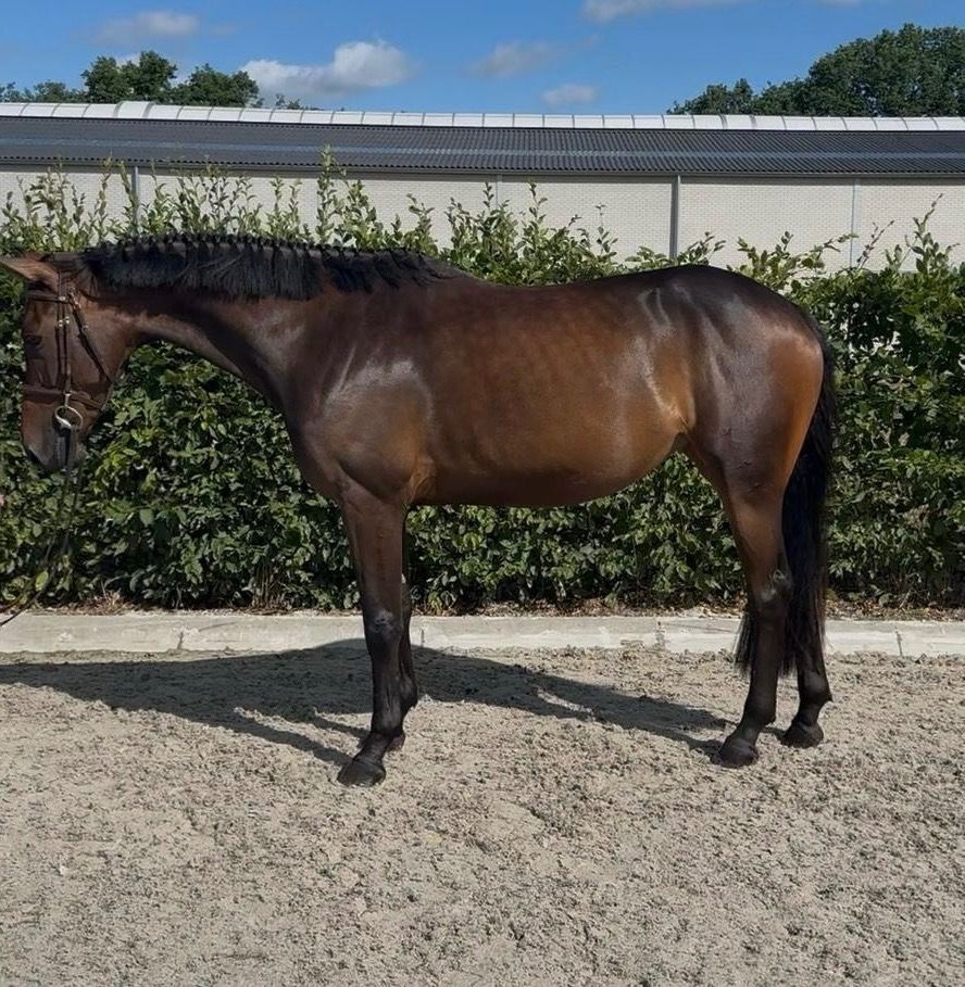 Super leuke 4j merrie te koop