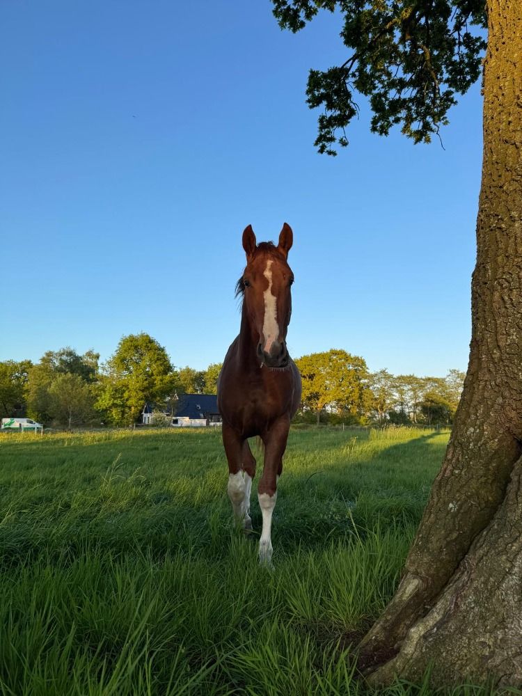Gezocht fokmerrie(s) (springen) die zelf al 1.60 nakomelingen heeft gegeven, komen op 5* plek