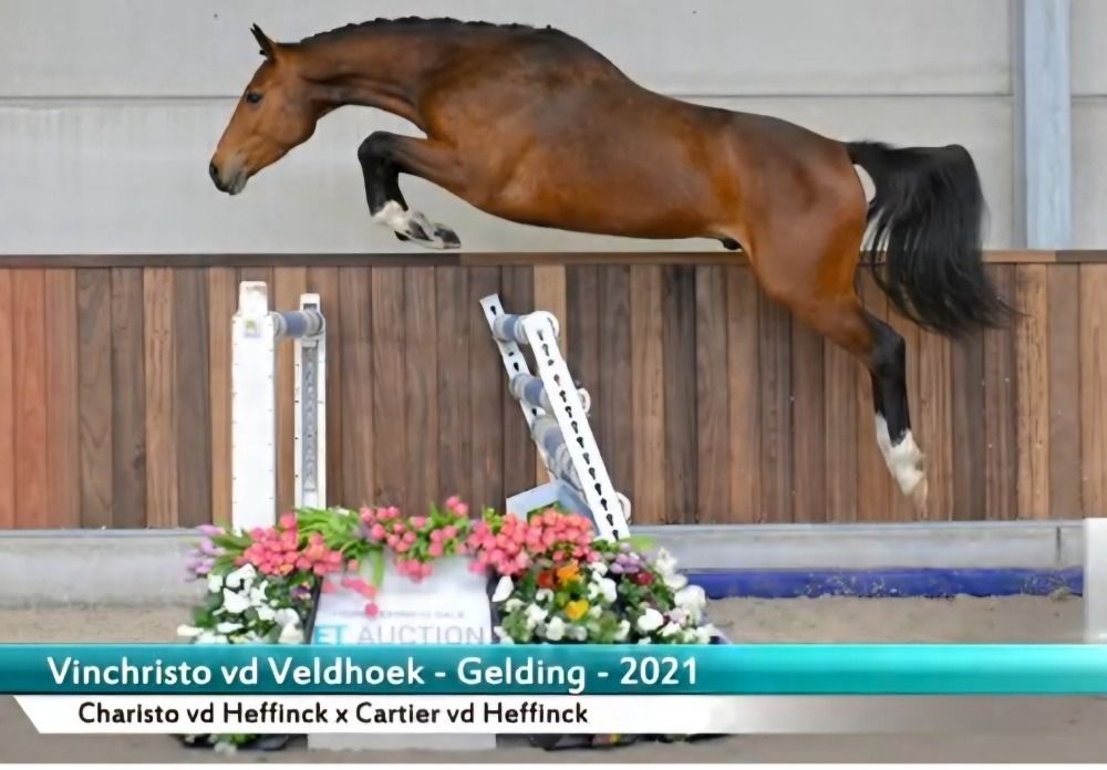BWP springpaard Ruin 4 jaar Donkerbruin te koop - Hoofdfoto