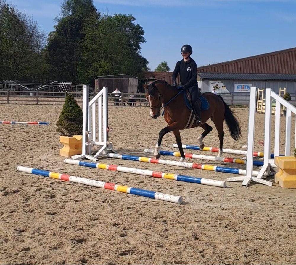 BWP springpaard Ruin 4 jaar Donkerbruin te koop - Foto 6