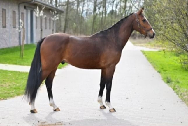 BWP springpaard Ruin 4 jaar Donkerbruin te koop - Foto 3