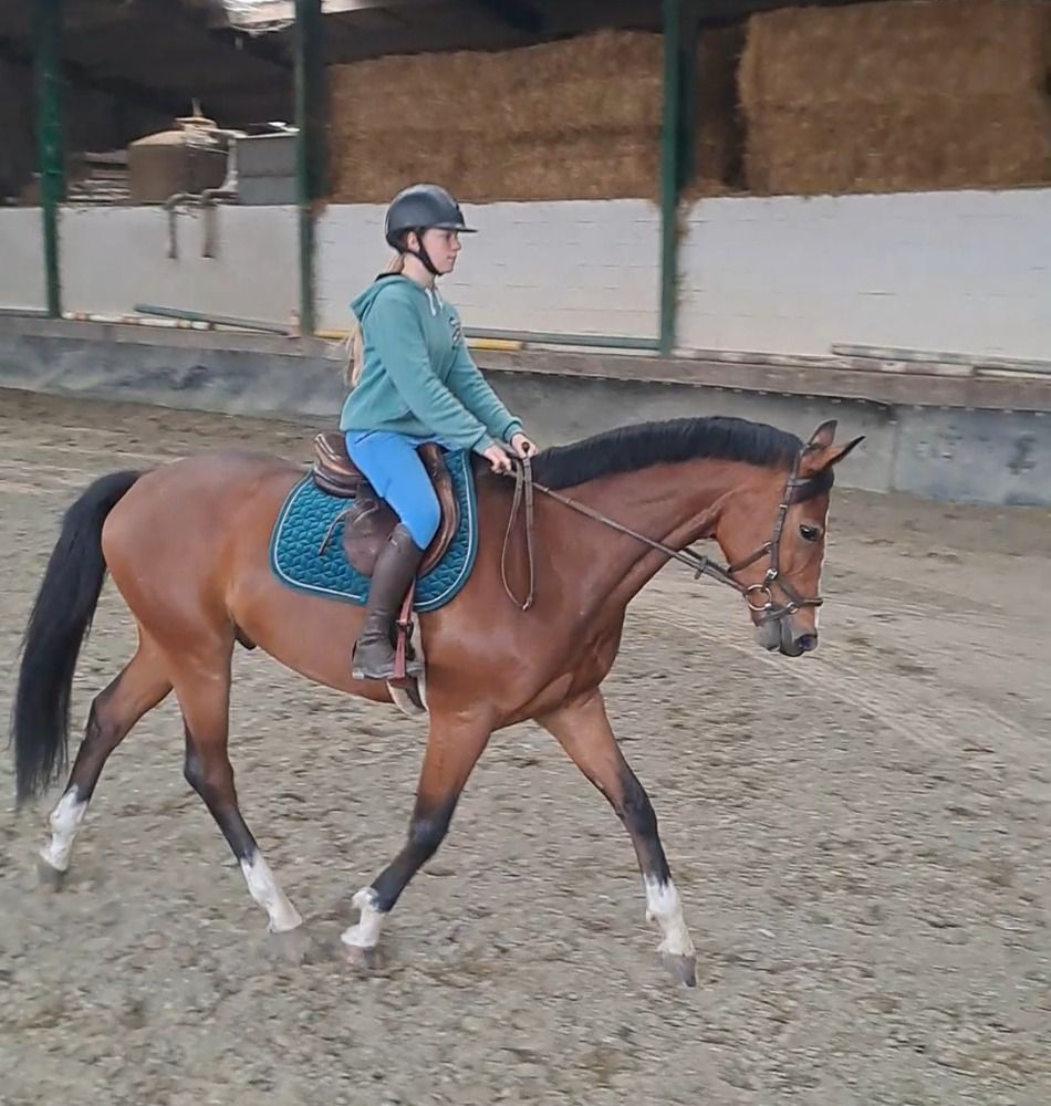 BWP springpaard Ruin 4 jaar Donkerbruin te koop - Foto 5