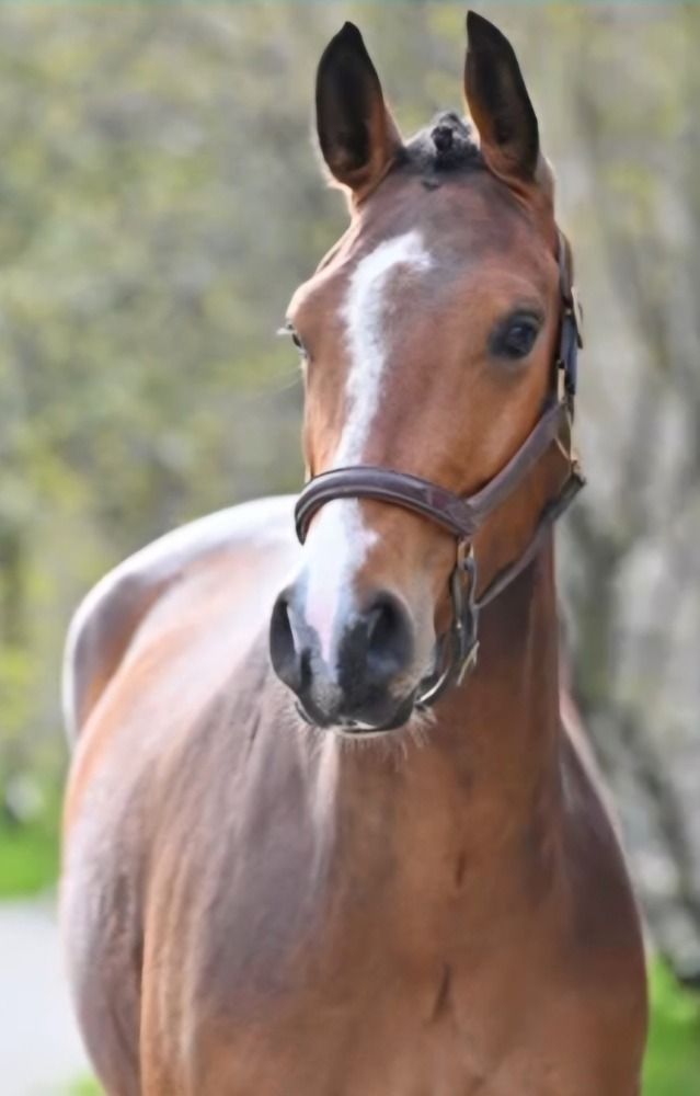 BWP springpaard Ruin 4 jaar Donkerbruin te koop - Foto 2