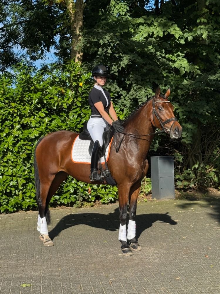 Dressur-Sportstute mit Super-Charakter