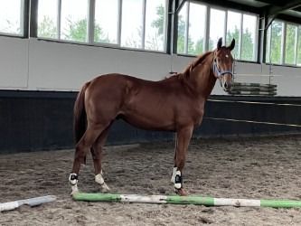 Fijn bewegende 2 jarige ruin v. Vitalis ***SOLD***