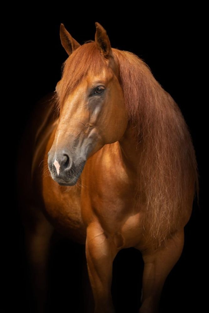 Lieve Quarter Horse / Reining topper