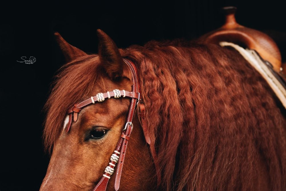 Quarter Horse western paard Merrie 10 jaar Vos te koop - Foto 3