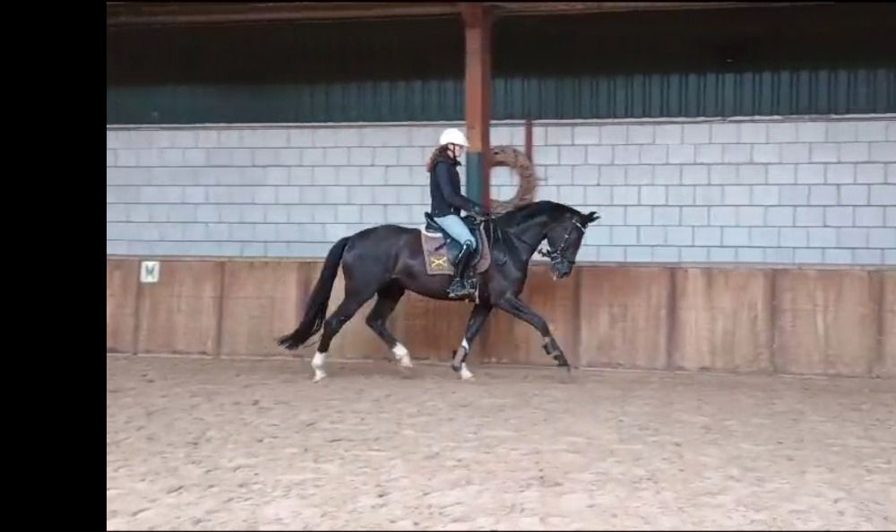 6 jarige for ferrero merrie