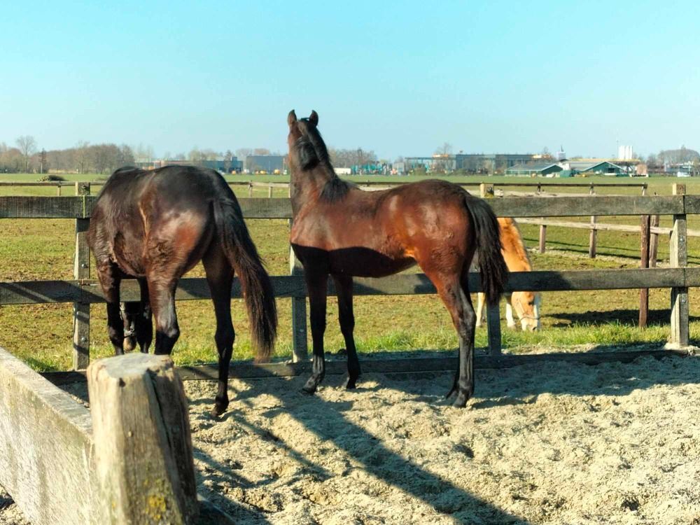 KWPN dressuurpaard Merrie 1 jaar Bruin te koop - Foto 2