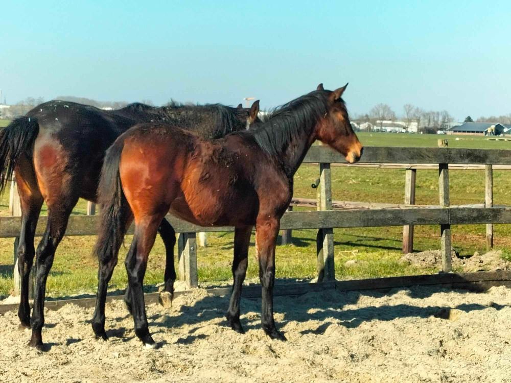 KWPN dressuurpaard Merrie 1 jaar Bruin te koop - Foto 3