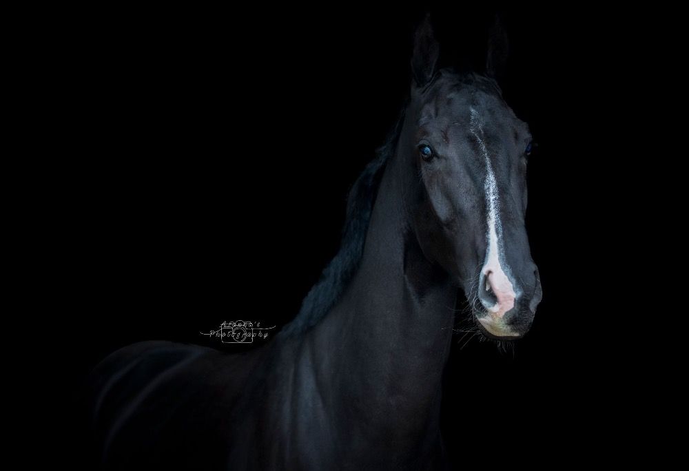 KWPN dressuurpaard Ruin 5 jaar Zwart te koop - Foto 5