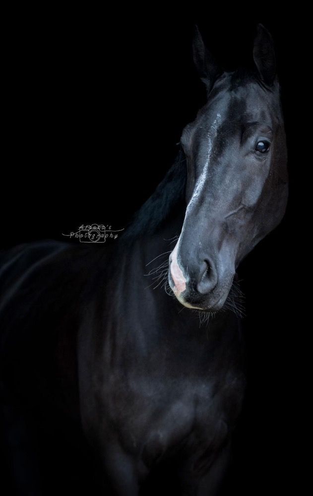 KWPN dressuurpaard Ruin 5 jaar Zwart te koop - Foto 4