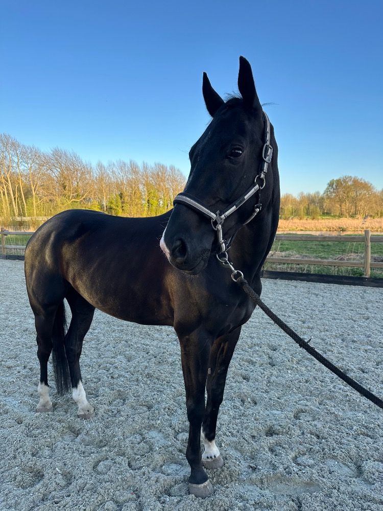 KWPN dressuurpaard Ruin 5 jaar Zwart te koop - Foto 6