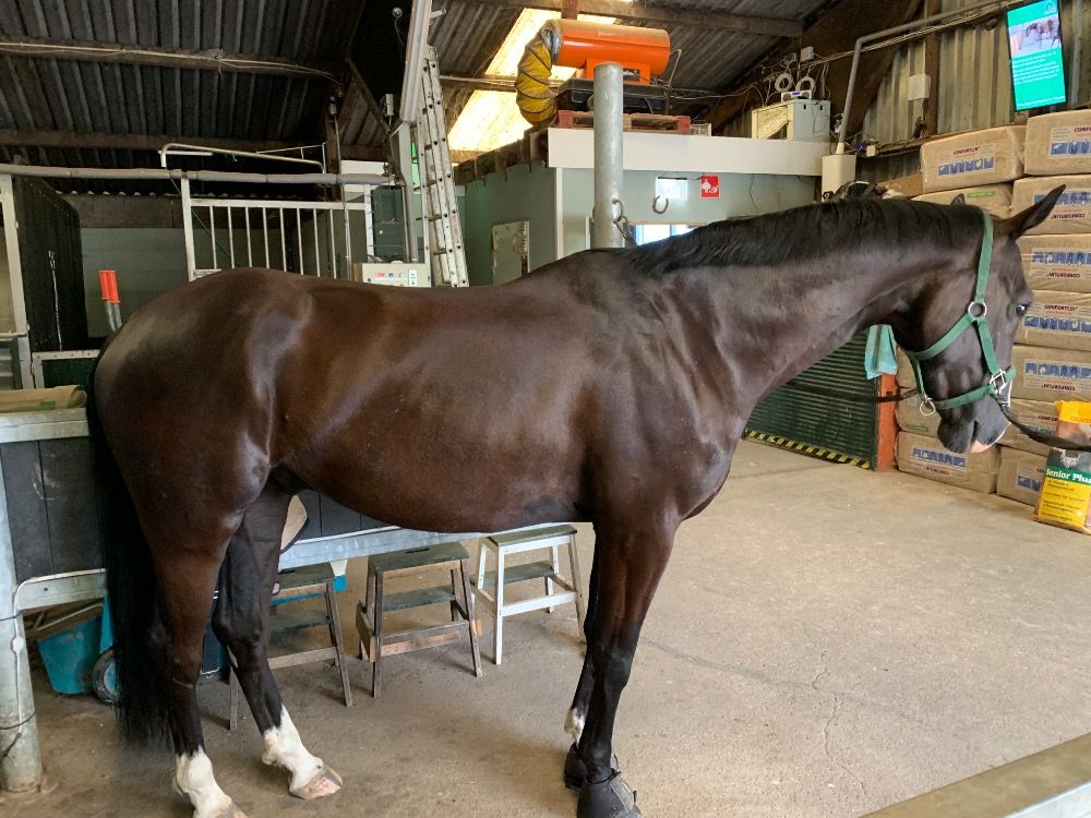 KWPN dressuurpaard Ruin 5 jaar Zwart te koop - Foto 2