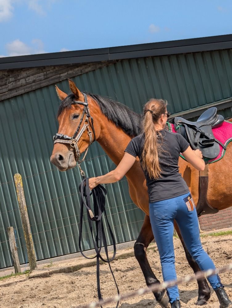 BWP dressuurpaard Merrie 4 jaar Bruin te koop - Foto 2