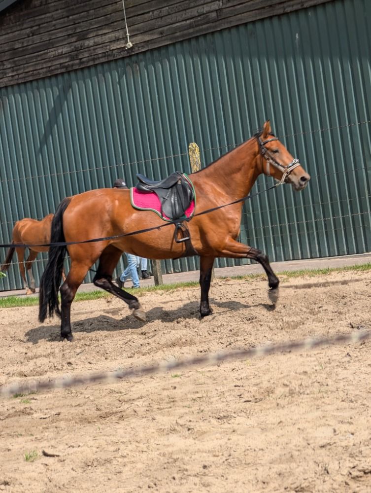 BWP dressuurpaard Merrie 4 jaar Bruin te koop - Foto 4