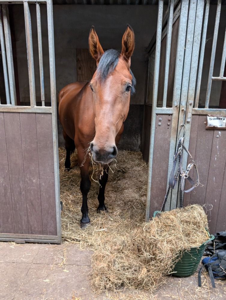 BWP dressuurpaard Merrie 4 jaar Bruin te koop - Foto 3