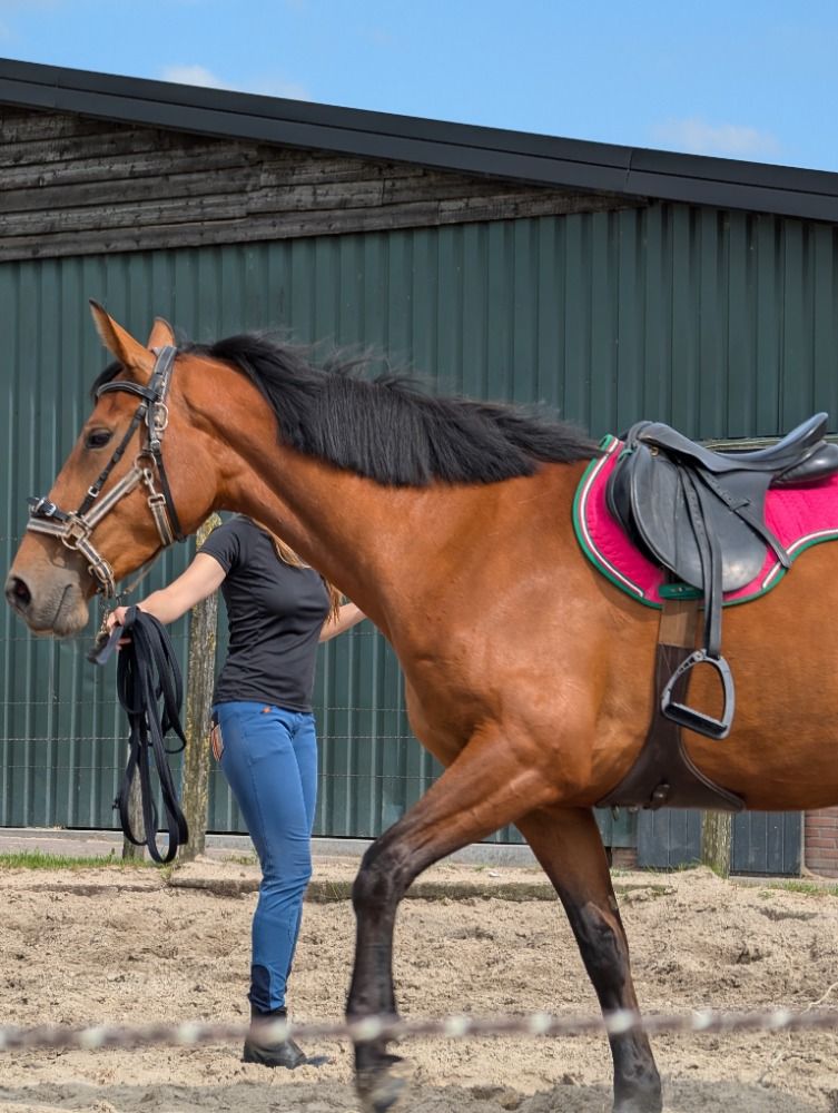BWP dressuurpaard Merrie 4 jaar Bruin te koop - Hoofdfoto
