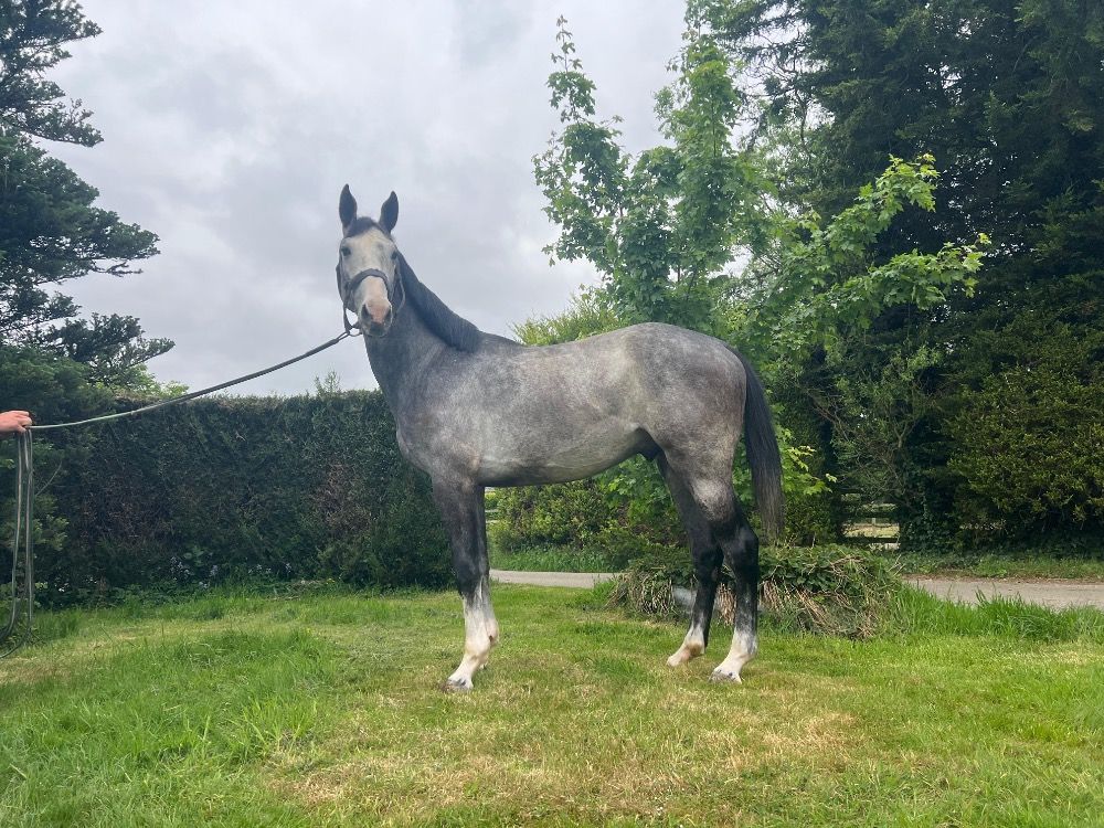 Westfalen springpaard Hengst 3 jaar Schimmel te koop - Foto 3