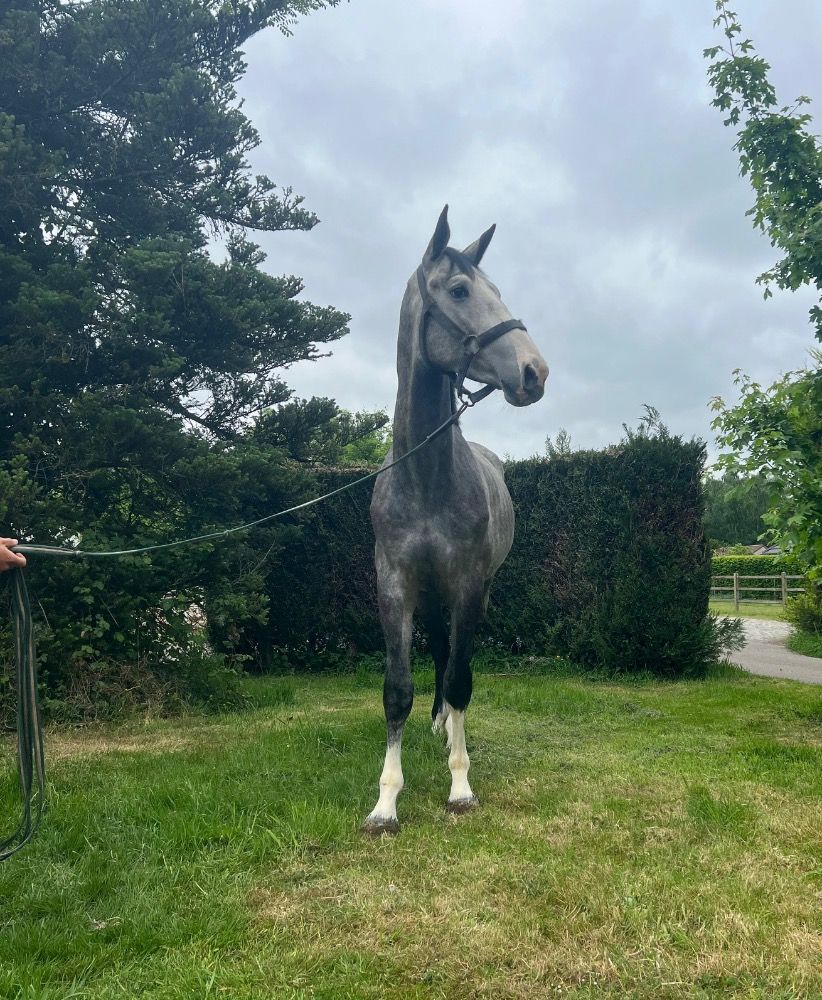 Westfalen springpaard Hengst 3 jaar Schimmel te koop - Foto 4