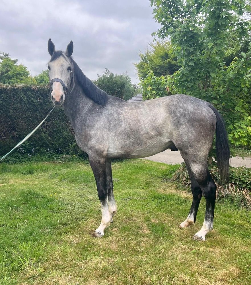 Westfalen springpaard Hengst 3 jaar Schimmel te koop - Foto 2