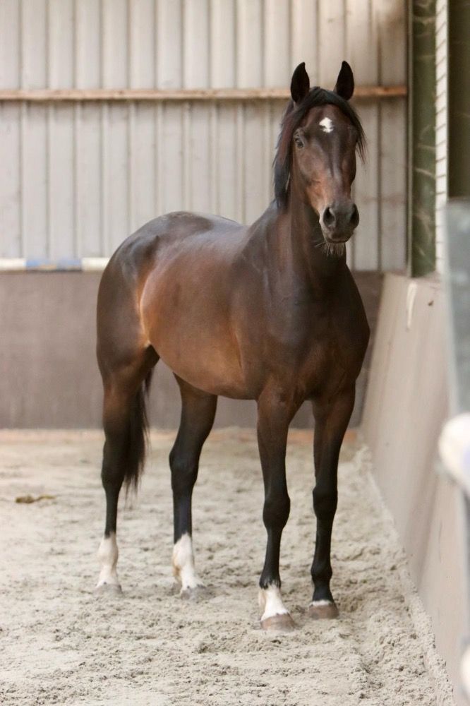 KWPN springpaard Merrie 6 years old for sale - Photo 3