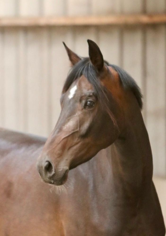 KWPN springpaard Merrie 6 years old for sale - Main photo