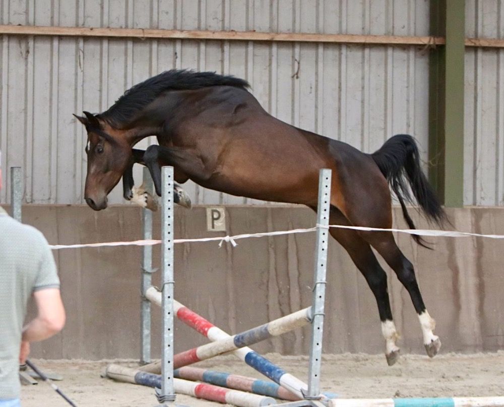 KWPN springpaard Merrie 6 years old for sale - Photo 2