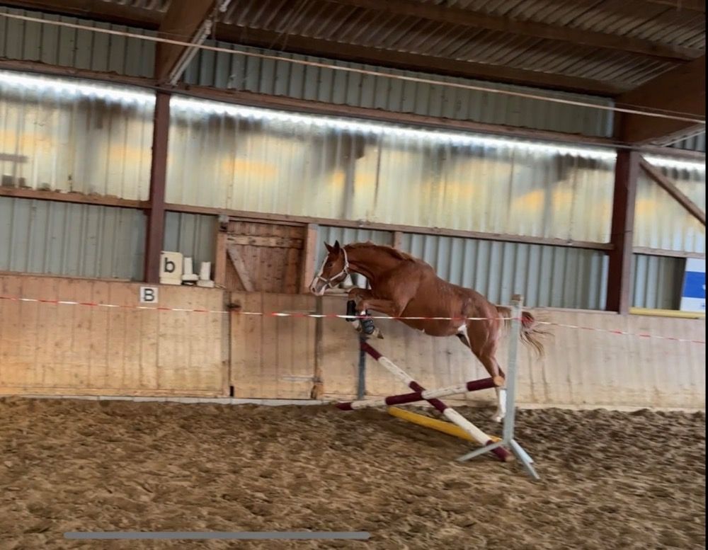 Trakehnen allrounder Ruin 3 jaar Andere te koop - Foto 2
