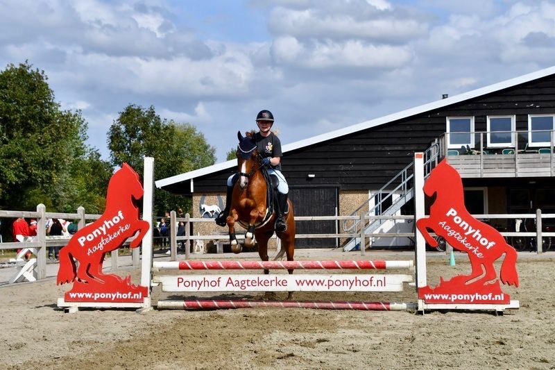 KWPN allround-pony Merrie 10 jaar Vos te koop - Foto 2