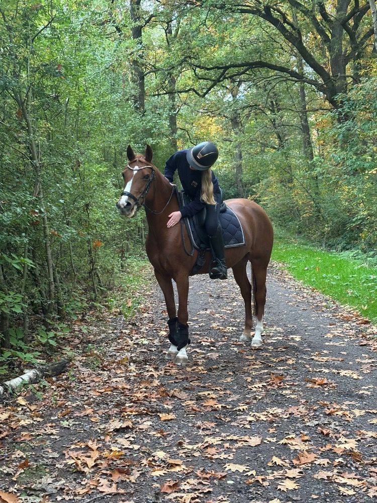 KWPN allround-pony Merrie 10 jaar Vos te koop - Foto 6