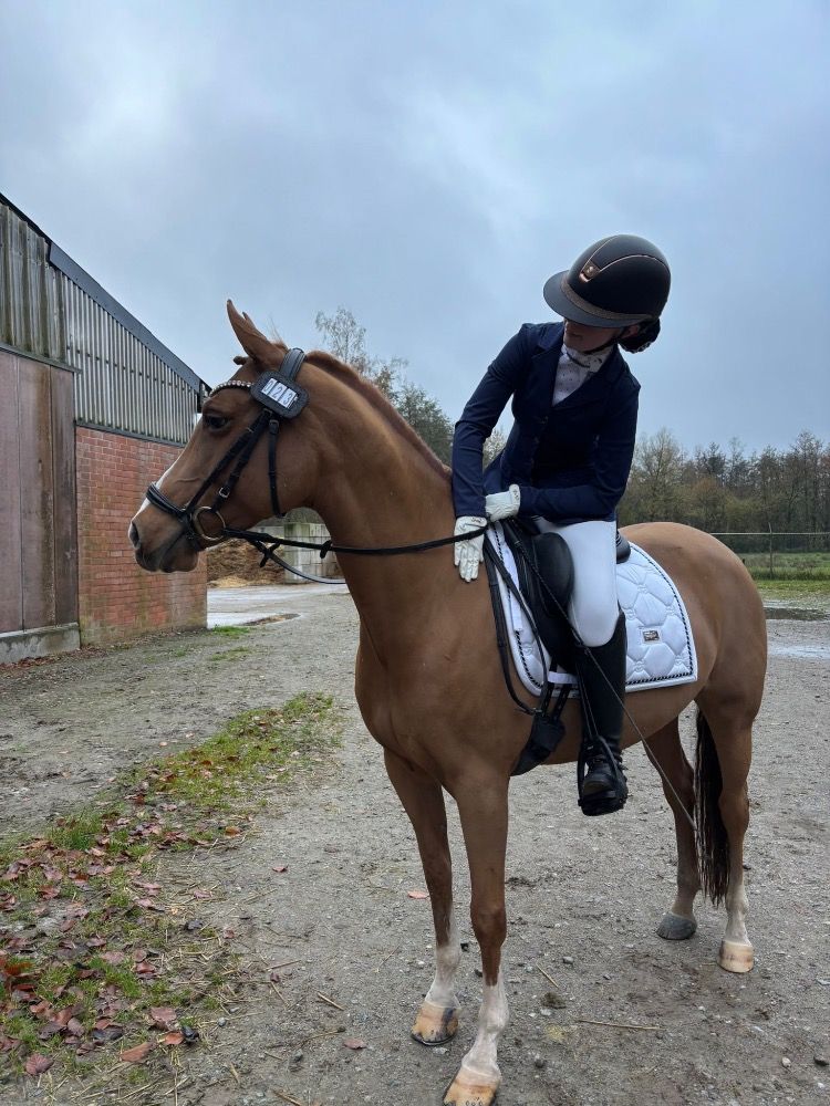 KWPN allround-pony Merrie 10 jaar Vos te koop - Foto 5