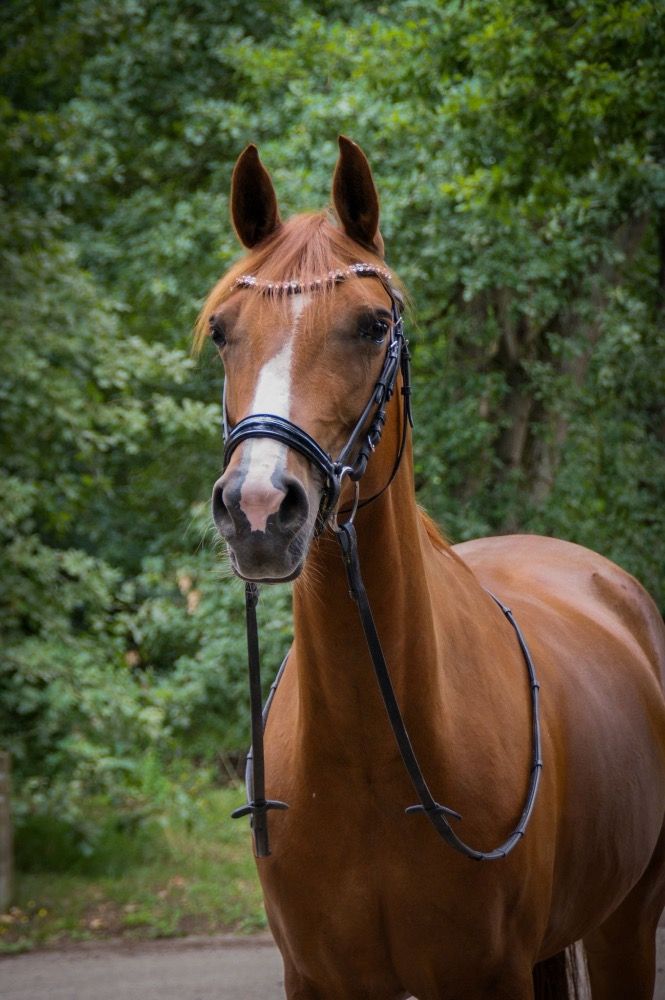 KWPN allround-pony Merrie 10 jaar Vos te koop - Foto 4